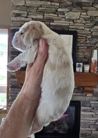 Iris, a female Cocker Spaniel for sale in Rock Valley, IA – Photo 2 of 3