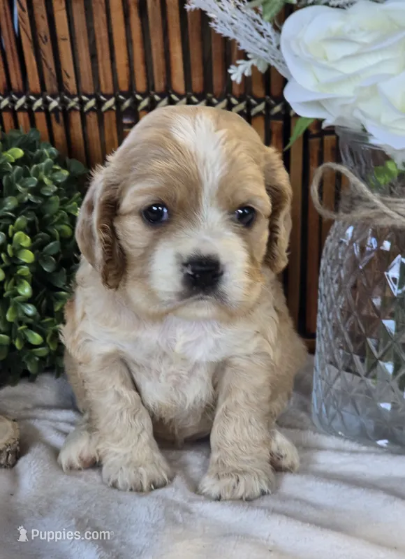 Eva – Cocker Spaniel puppy for sale in Rock Valley, IA