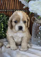 Eva, a female Cocker Spaniel for sale in Rock Valley, IA – 1 of 3