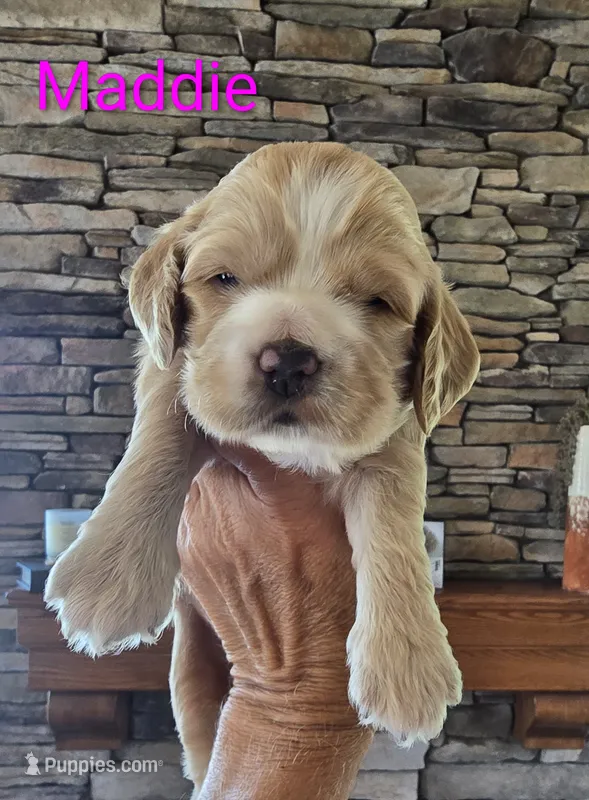 Maddie – Cocker Spaniel puppy for sale in Rock Valley, IA