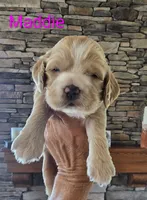 Maddie, a male Cocker Spaniel for sale in Rock Valley, IA – 1 of 2