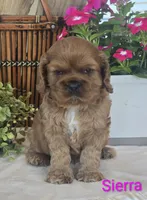 Sierra, a female Cocker Spaniel for sale in Rock Valley, IA – 1 of 2