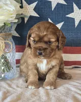 Savannah, a female Cocker Spaniel for sale in Rock Valley, IA – 2 of 3