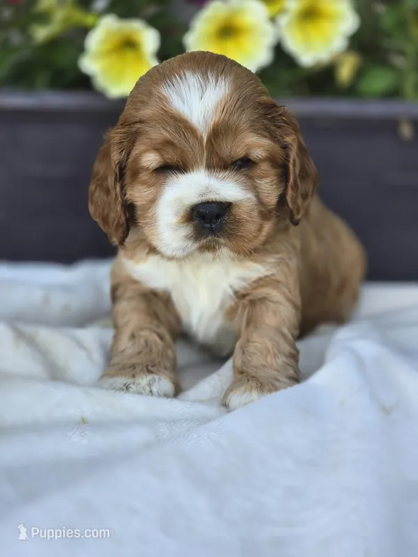Hold-Savannah, a female Cocker Spaniel for sale in Rock Valley, IA – Photo 1 of 2