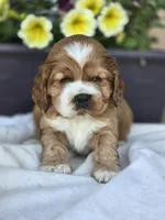 Hold-Savannah, a female Cocker Spaniel for sale in Rock Valley, IA – Photo 2 of 2