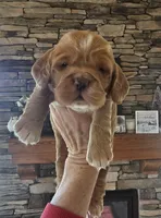 Brynn, a female Cocker Spaniel for sale in Rock Valley, IA – Photo 1 of 2