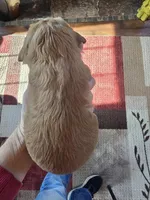 Brynn, a female Cocker Spaniel for sale in Rock Valley, IA – Photo 2 of 2