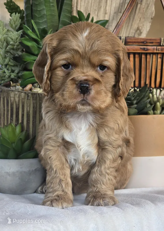 Brynn – Cocker Spaniel puppy for sale in Rock Valley, IA
