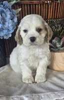 Jace, a male Cocker Spaniel for sale in Rock Valley, IA – 1 of 1