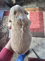 Maverick, a male Cocker Spaniel for sale in Rock Valley, IA – Photo 2 of 2