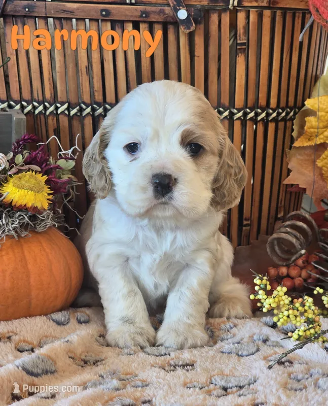 Harmony – Cocker Spaniel puppy for sale in Rock Valley, IA