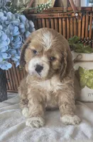 Jonas, a male Cocker Spaniel for sale in Rock Valley, IA – 2 of 6