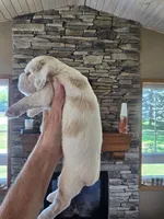 MJ, a male Cocker Spaniel for sale in Rock Valley, IA – 2 of 2