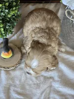 Ella, a female Cocker Spaniel for sale in Rock Valley, IA – 2 of 3