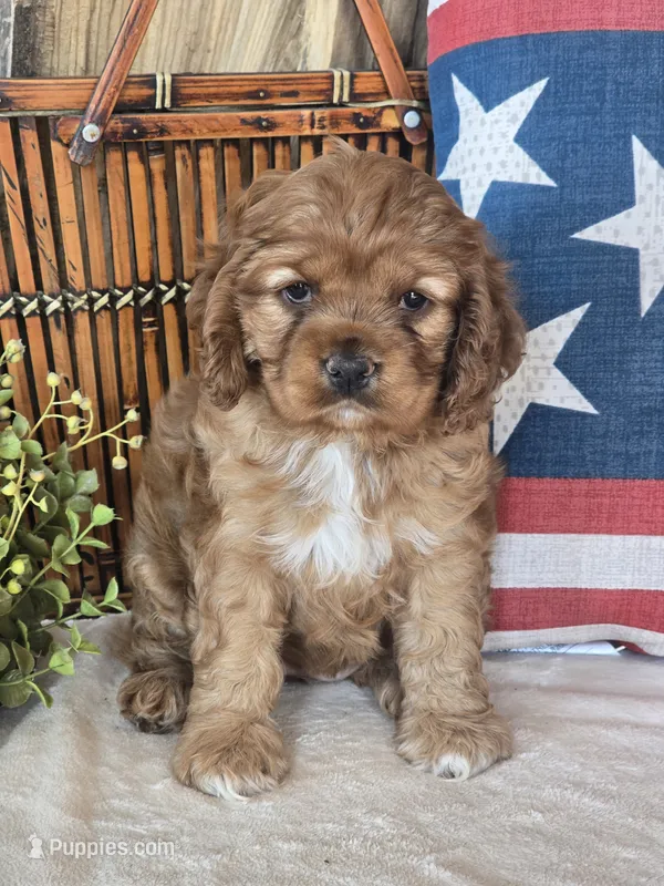 Savannah – Cocker Spaniel puppy for sale in Rock Valley, IA