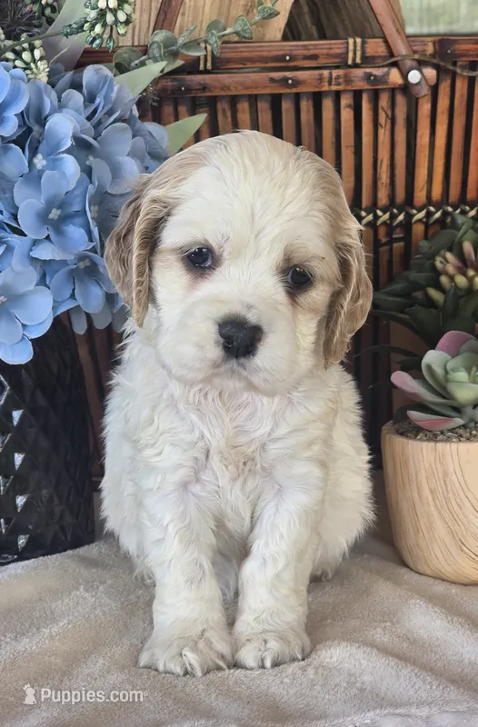 Journey – Cocker Spaniel puppy for sale in Rock Valley, IA