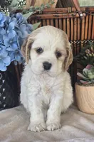Journey, a female Cocker Spaniel for sale in Rock Valley, IA – 1 of 1