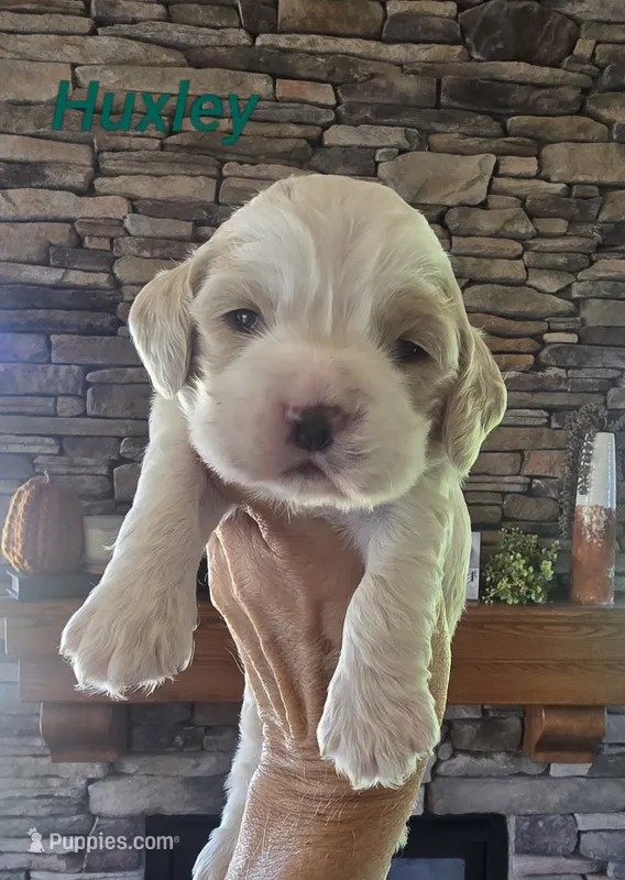 Huxley – Cocker Spaniel puppy for sale in Rock Valley, IA