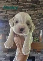 Huxley, a male Cocker Spaniel for sale in Rock Valley, IA – 1 of 2