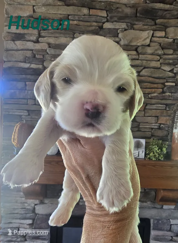 Hudson – Cocker Spaniel puppy for sale in Rock Valley, IA