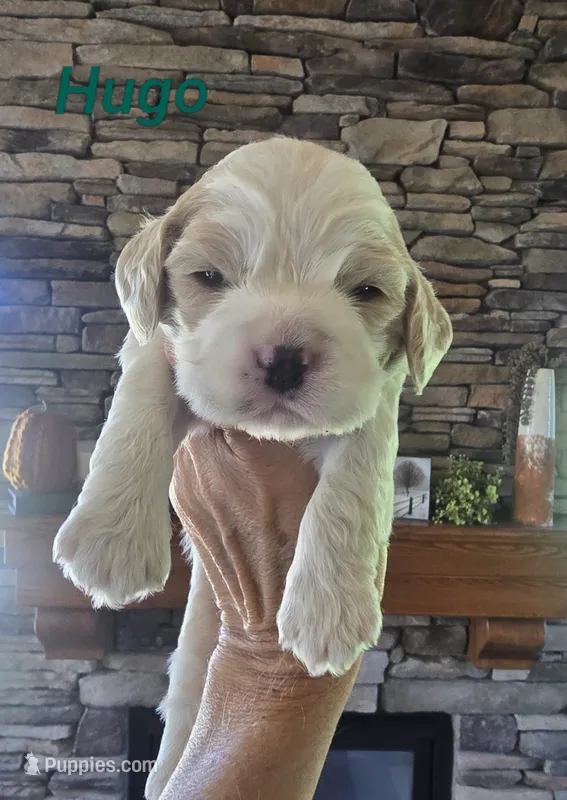 Hugo – Cocker Spaniel puppy for sale in Rock Valley, IA