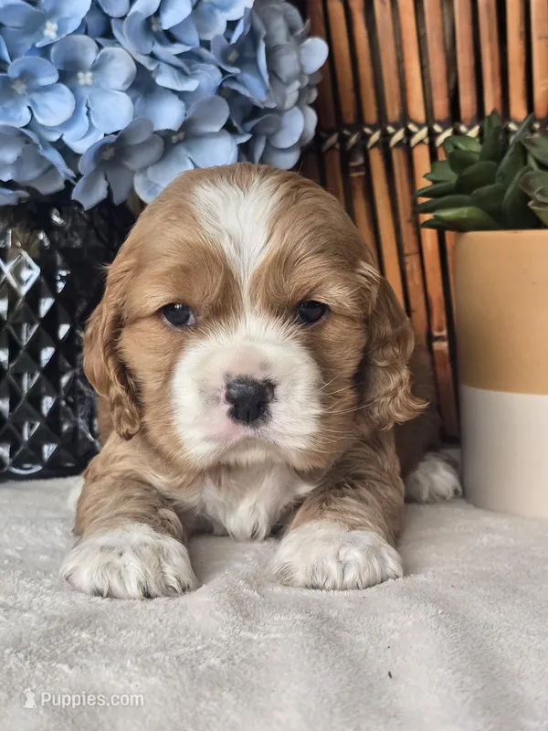 Jonas – Cocker Spaniel puppy for sale in Rock Valley, IA