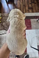 Maddie, a male Cocker Spaniel for sale in Rock Valley, IA – 2 of 2