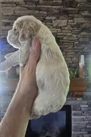 Huxley, a male Cocker Spaniel for sale in Rock Valley, IA – 2 of 2
