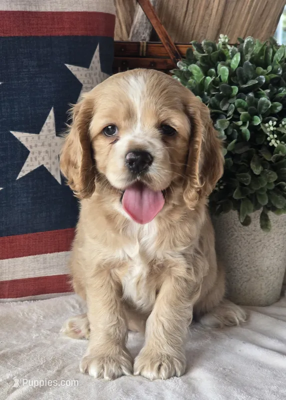 Maddie – Cocker Spaniel puppy for sale in Rock Valley, IA