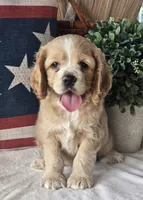 Maddie, a male Cocker Spaniel for sale in Rock Valley, IA – 1 of 4