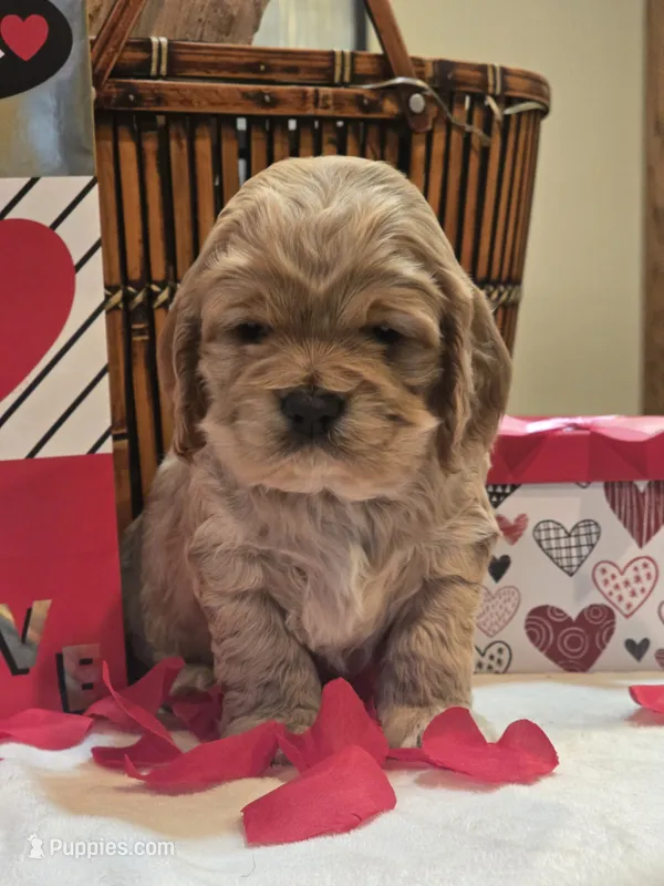 Casanova (Valentine puppy)