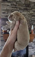 Palmer, a male Cocker Spaniel for sale in Rock Valley, IA – 2 of 3