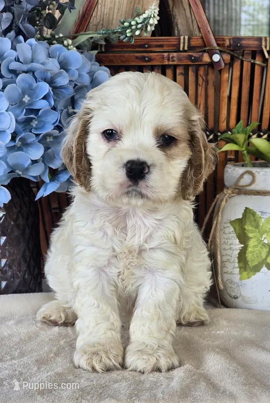 Jace – Cocker Spaniel puppy for sale in Rock Valley, IA
