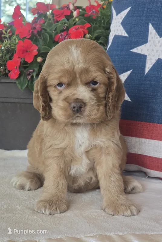 Maxwell – Cocker Spaniel puppy for sale in Rock Valley, IA