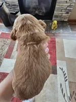 Jonas, a male Cocker Spaniel for sale in Rock Valley, IA – 2 of 2