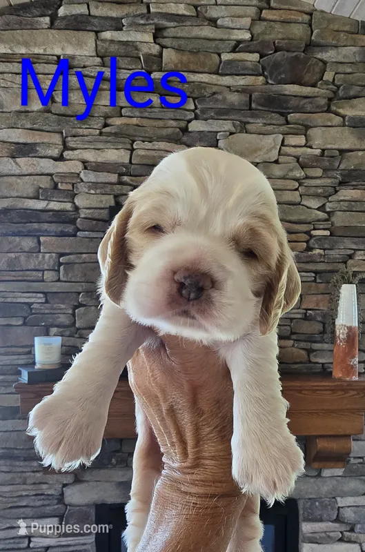 Myles – Cocker Spaniel puppy for sale in Rock Valley, IA