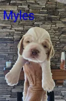 Myles, a male Cocker Spaniel for sale in Rock Valley, IA – 1 of 3