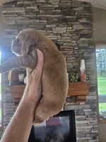 Expresso, a male Cocker Spaniel for sale in Rock Valley, IA – 2 of 3