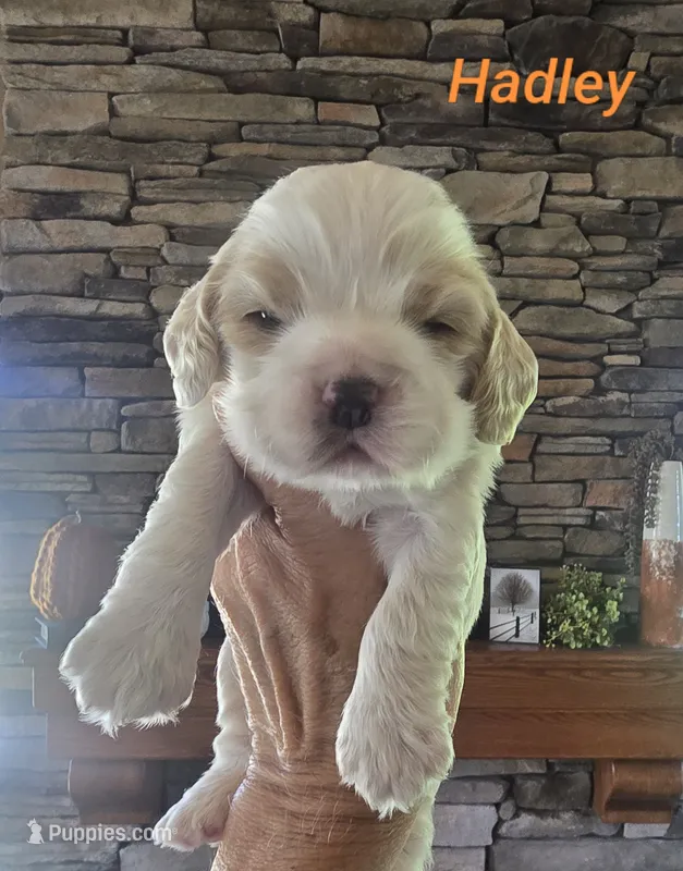 Hadley – Cocker Spaniel puppy for sale in Rock Valley, IA