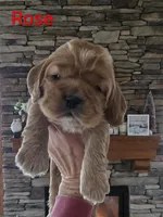 processed/ad259b79-eb9a-4895-b0e4-a6e8a58c55ea/listing/da2cab9c-cbfb-4389-b5c9-46b140668e8d/2b724aa2-1851-449e-aff6-96985c302793