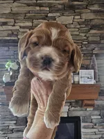 Cheeta, a female Cocker Spaniel for sale in Rock Valley, IA – Photo 3 of 5