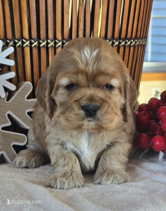 Rose (Valentine puppy)