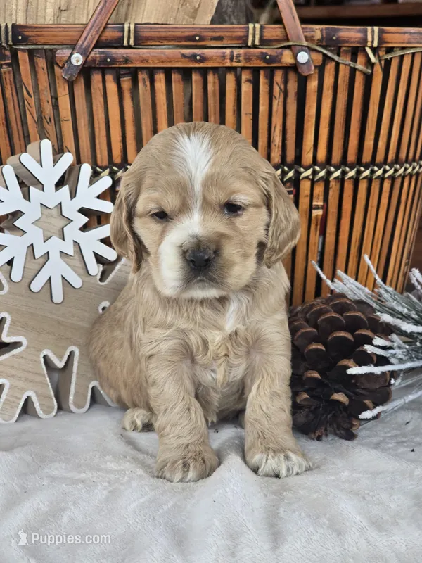Ayla, a female Cocker Spaniel for sale in Rock Valley, IA – Photo 1 of 3