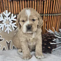 Ivy, a female Cocker Spaniel for sale in Rock Valley, IA – Photo 2 of 3