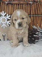 Ayla, a female Cocker Spaniel for sale in Rock Valley, IA – Photo 3 of 3