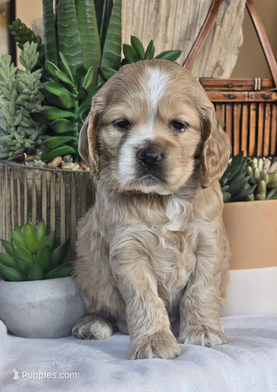 Ivy – Cocker Spaniel puppy for sale in Rock Valley, IA