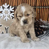 Ivy, a female Cocker Spaniel for sale in Rock Valley, IA – Photo 3 of 3