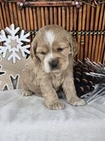 Ayla, a female Cocker Spaniel for sale in Rock Valley, IA – Photo 2 of 3
