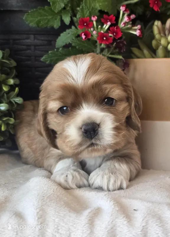 Azalea – Cocker Spaniel puppy for sale in Rock Valley, IA
