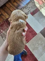 Azalea, a female Cocker Spaniel for sale in Rock Valley, IA – Photo 3 of 3